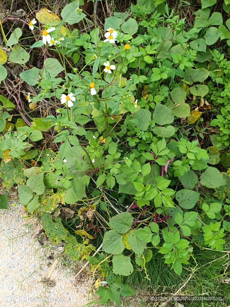 地面生长的绿色植物