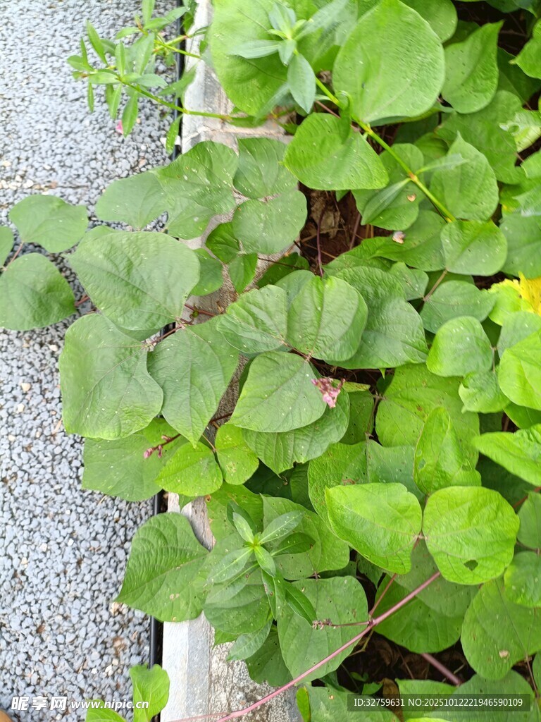 路边生长的翠绿植物