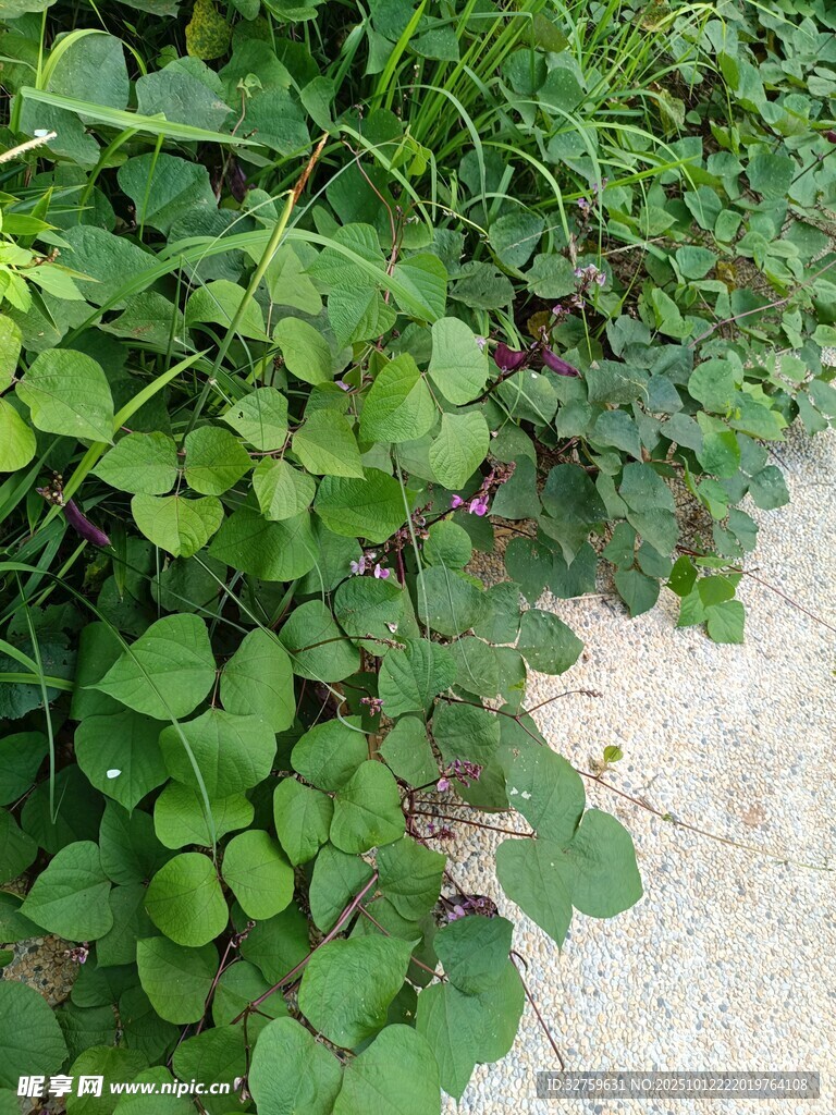 路边翠绿三叶草植物景观