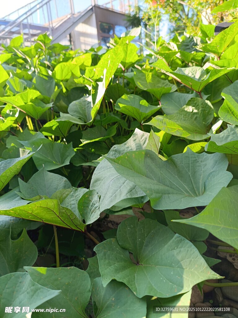 绿叶繁茂的植物景观
