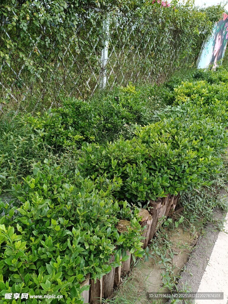花园绿植景观一角