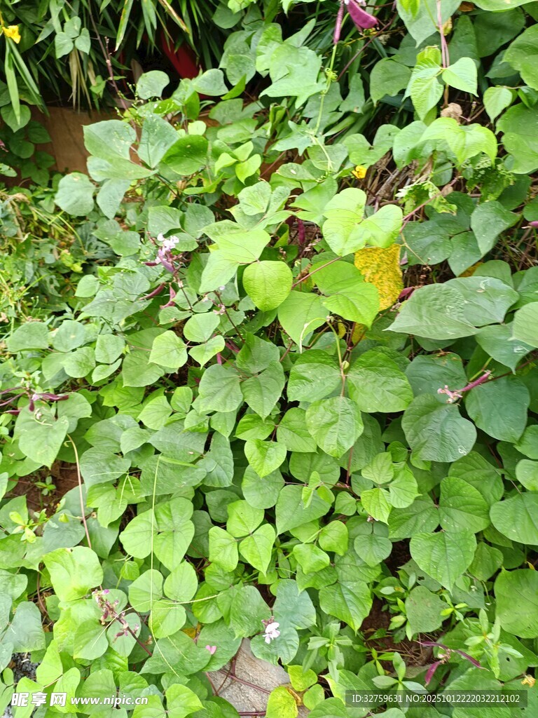 翠绿繁茂的植物景观