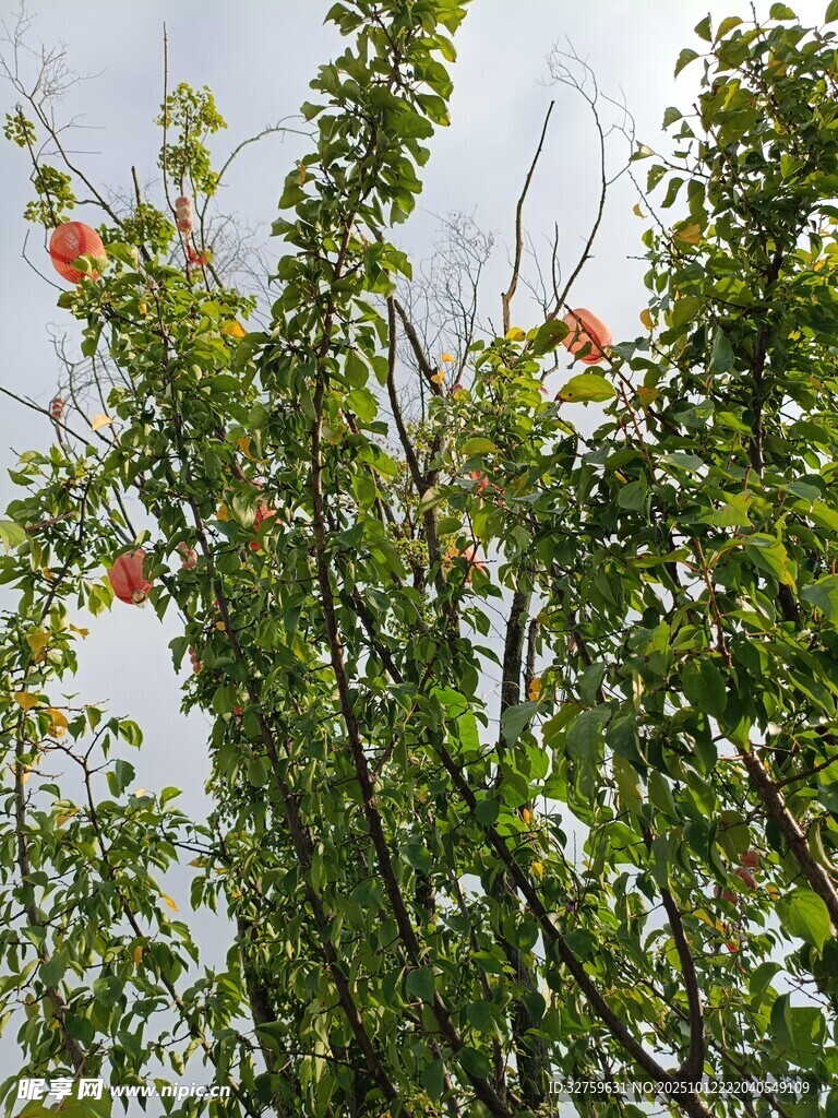 枝头绽放的鲜艳花朵