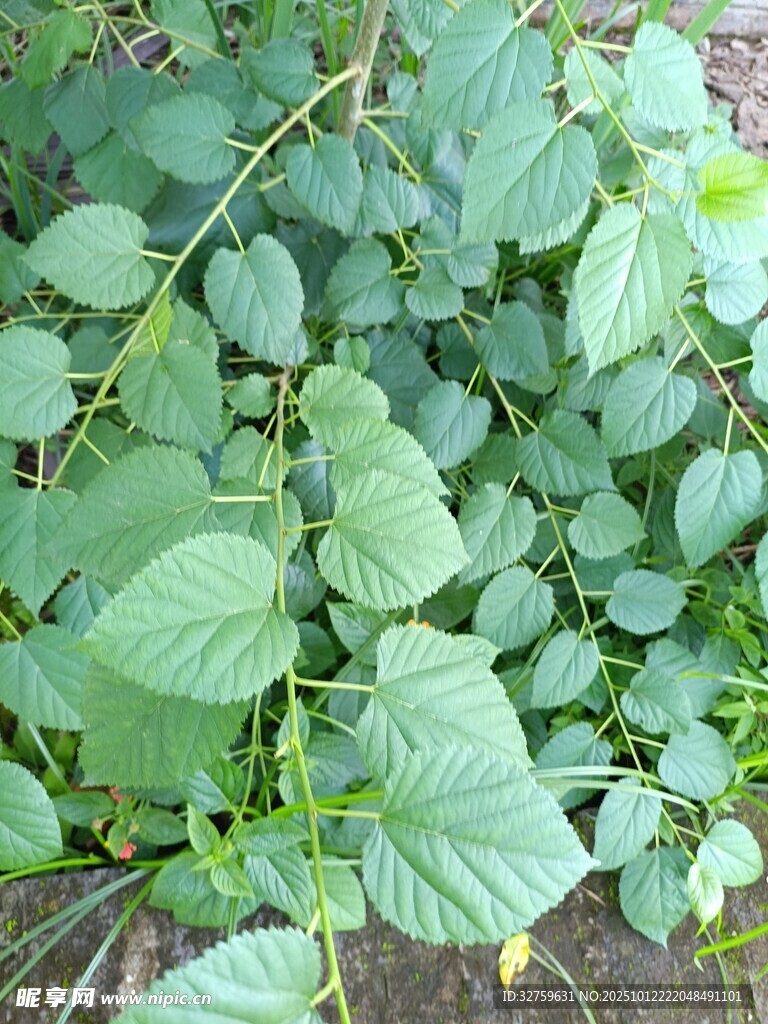 绿叶藤蔓植物特写