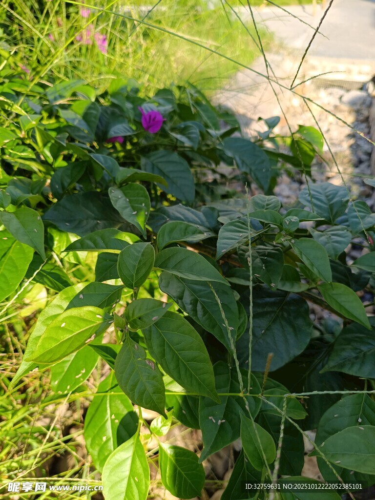 绿叶丛中的紫色小花