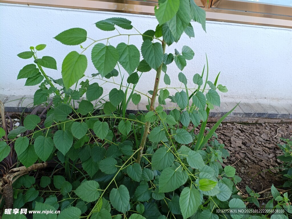 墙边生长的绿色植物