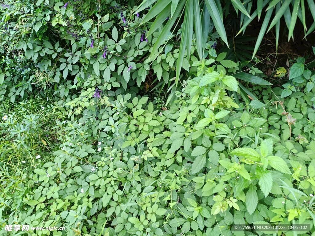 繁茂绿植景观