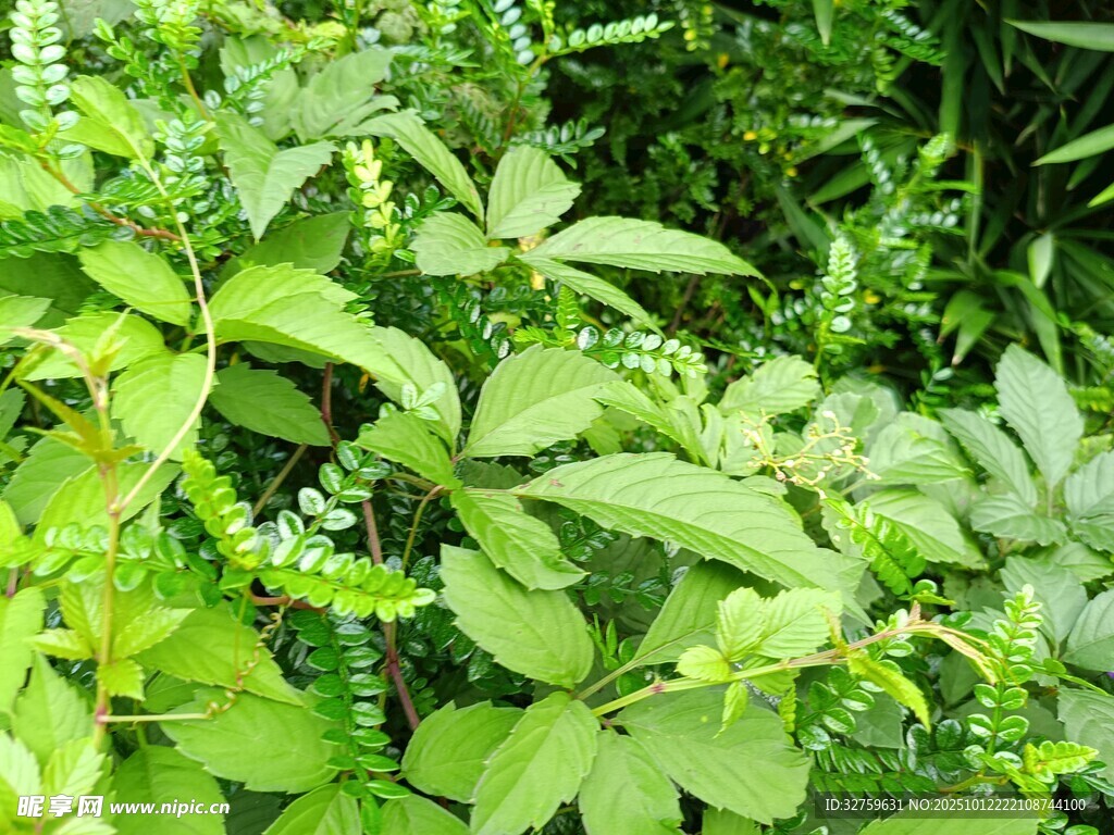 翠绿繁茂的植物景观