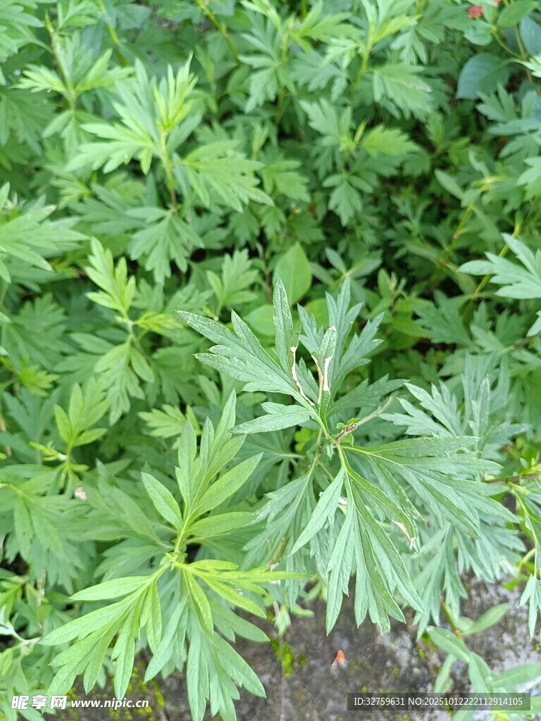 嫩绿艾草植株特写