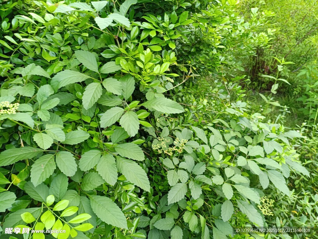 繁茂绿植景观