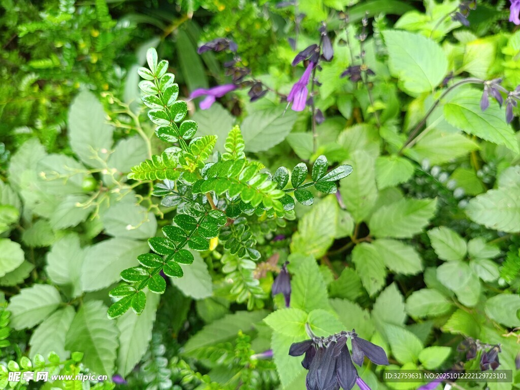 绿叶间的紫色小花