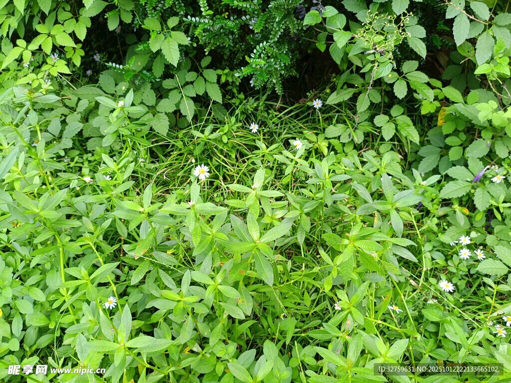 翠绿繁茂的户外绿植景观