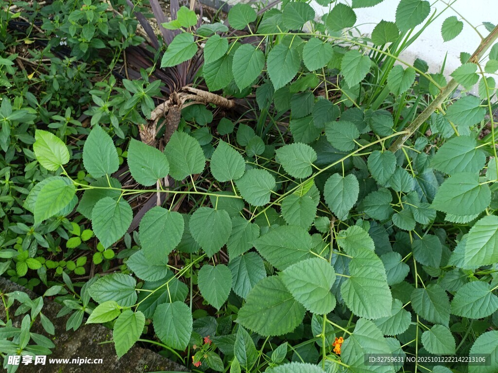 绿叶藤蔓植物特写