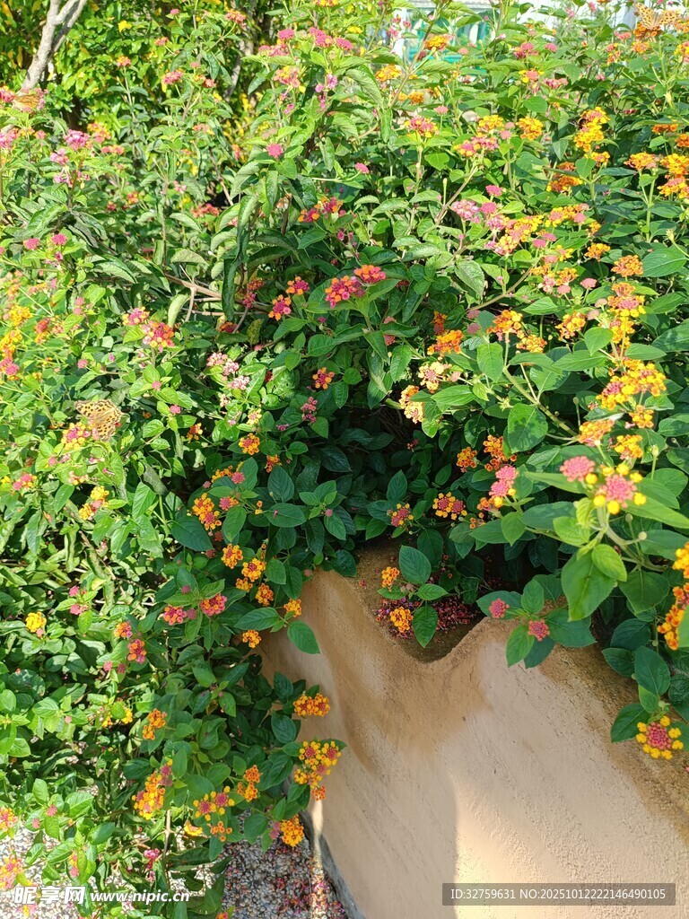 墙边繁茂绿植绽放小花