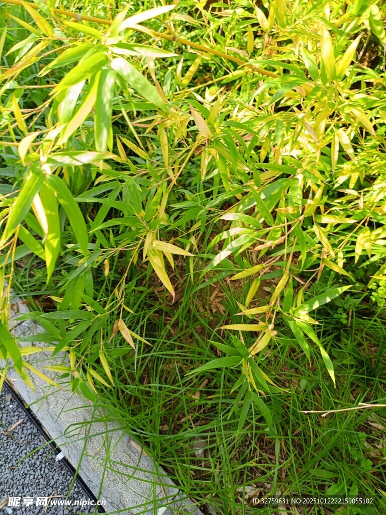 翠绿植物近景特写