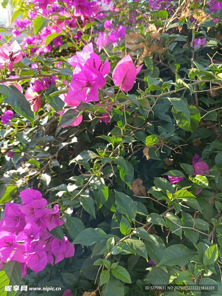 绽放的艳丽三角梅