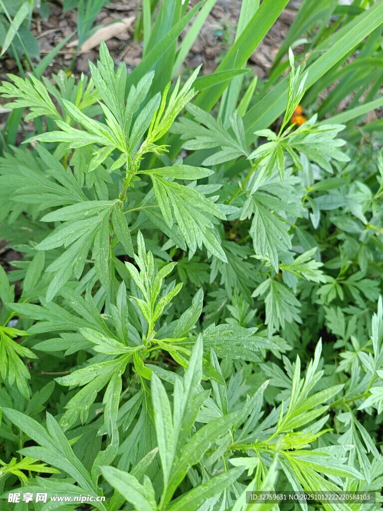 绿色繁茂的艾草植物