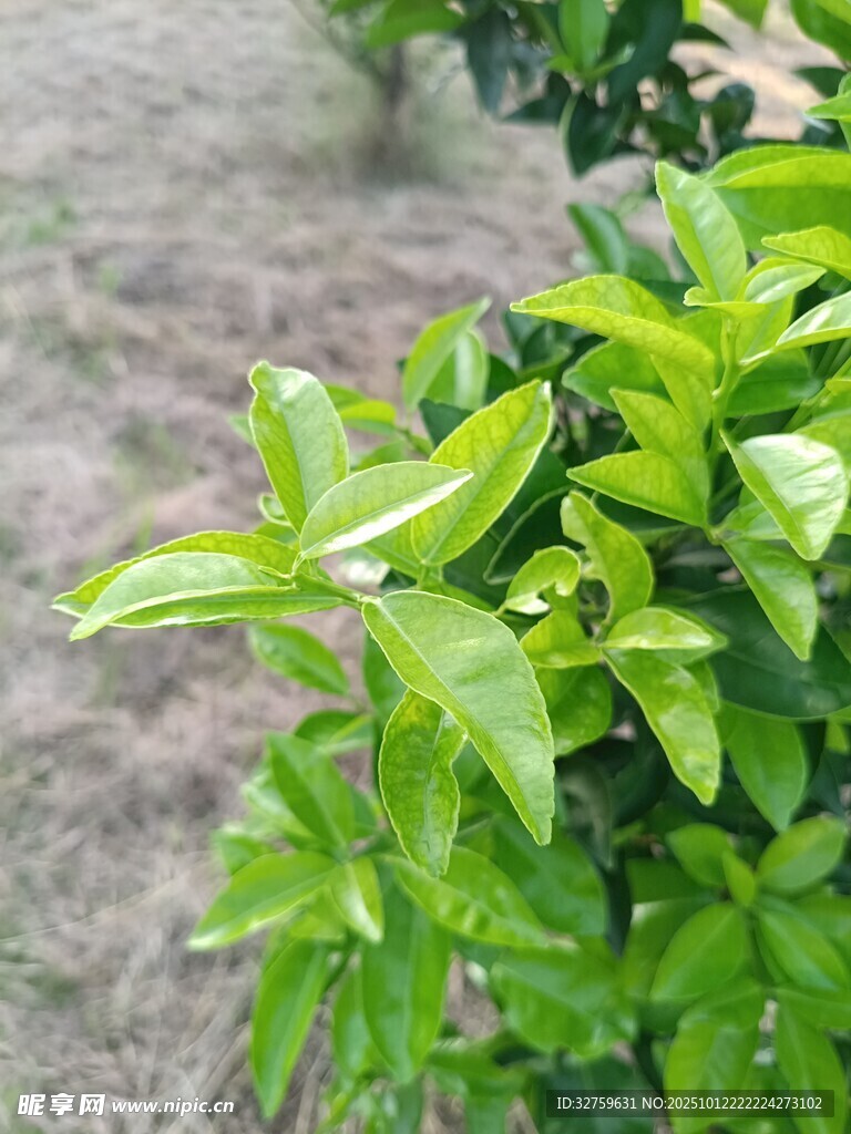 翠绿枝叶展现生机活力