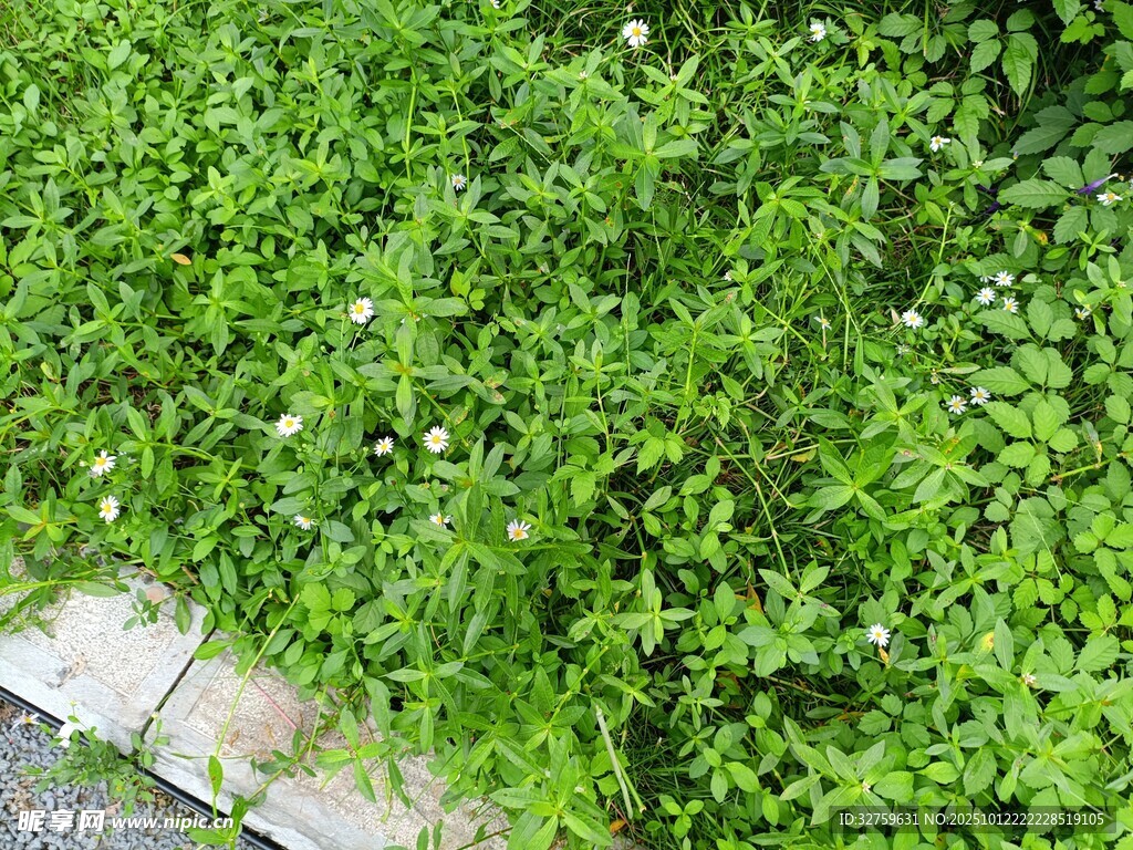 翠绿繁茂的地面绿植景观