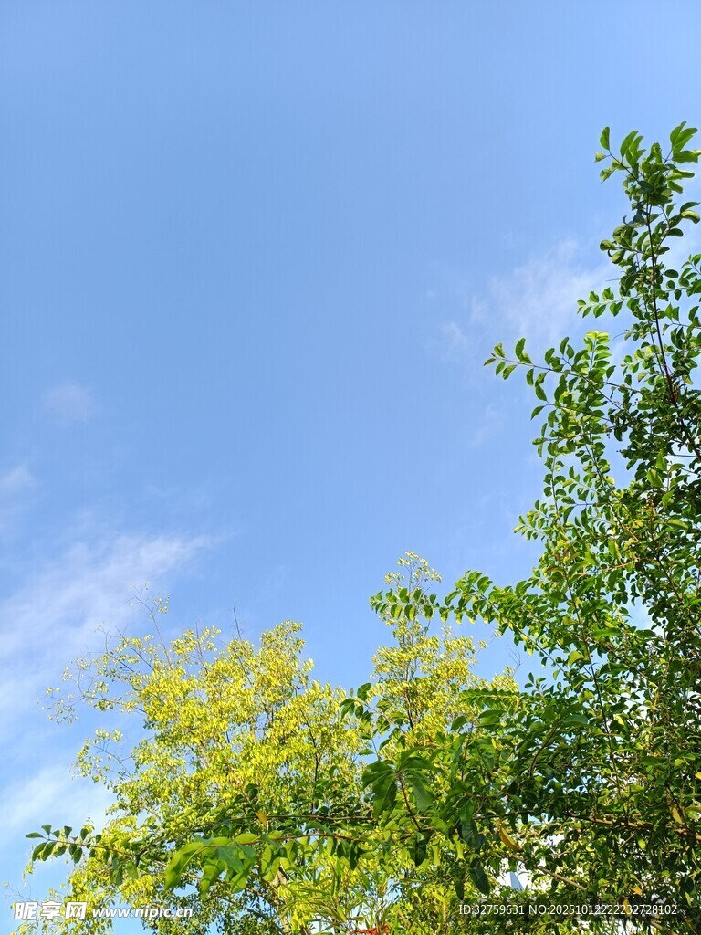 蓝天绿树 