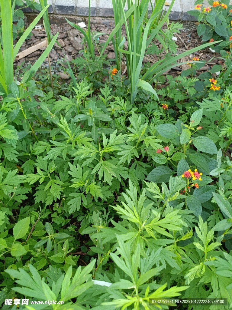 绿意盎然的植物景观