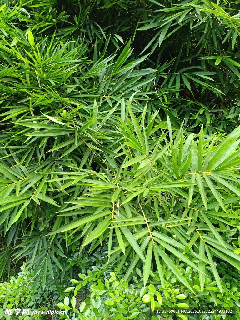 翠绿繁茂的针叶植物景观