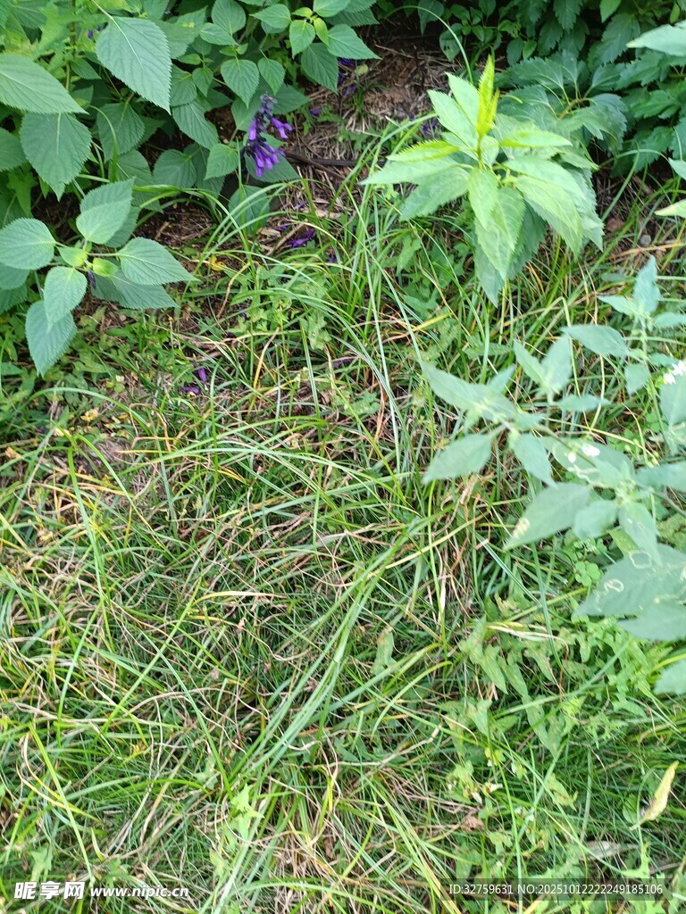草丛中的杂乱绿色植物
