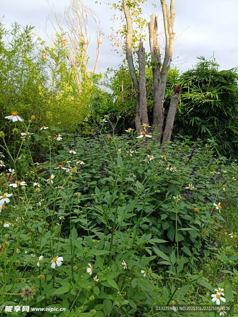 野外繁茂绿植景观
