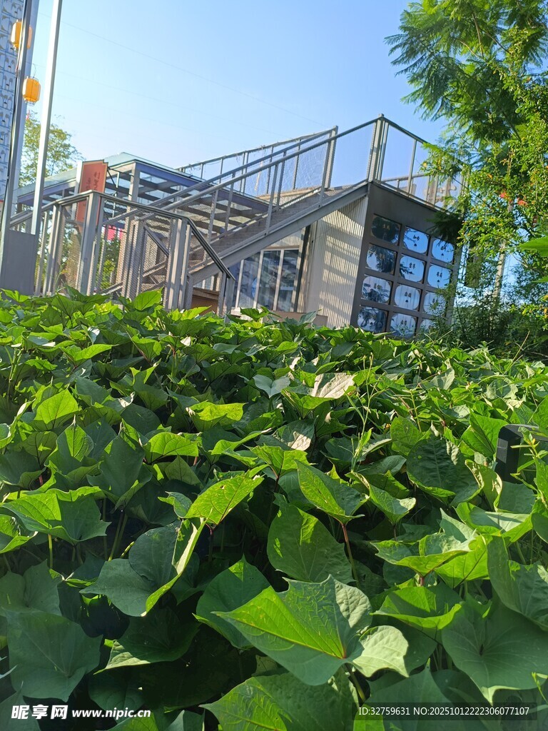 绿叶丛中的现代建筑