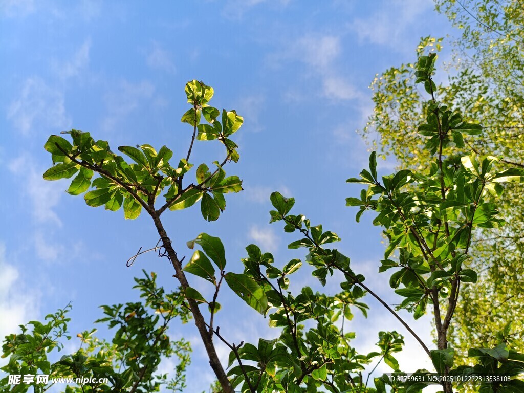 蓝天绿树间的清新景致
