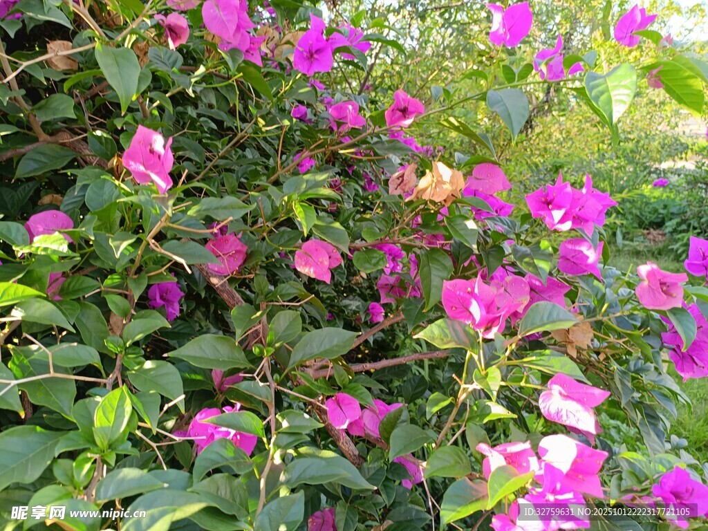 艳丽紫花绽放于绿叶间