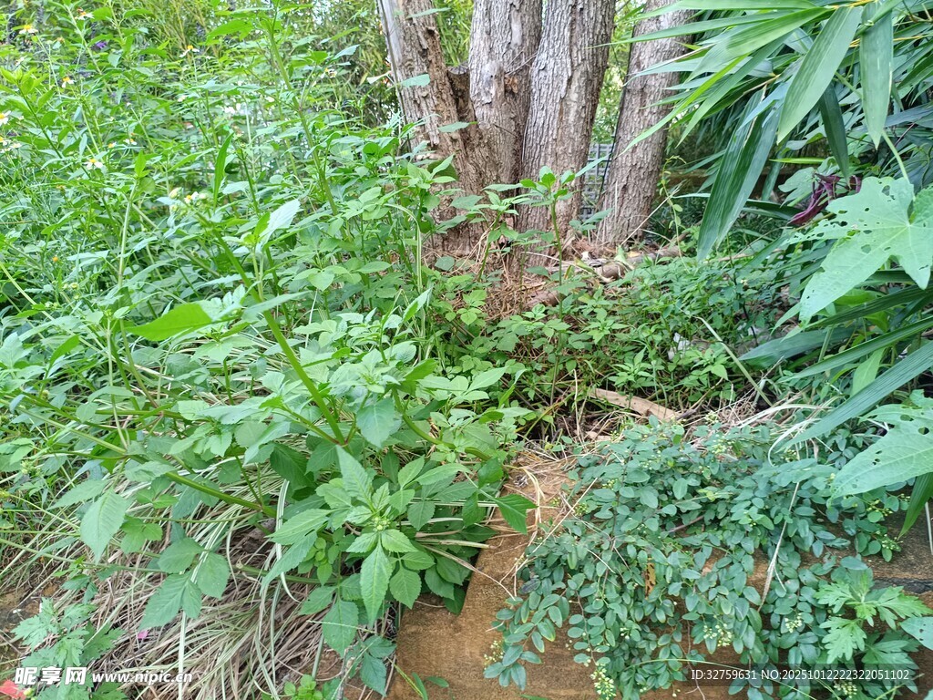繁茂绿植环绕的树干