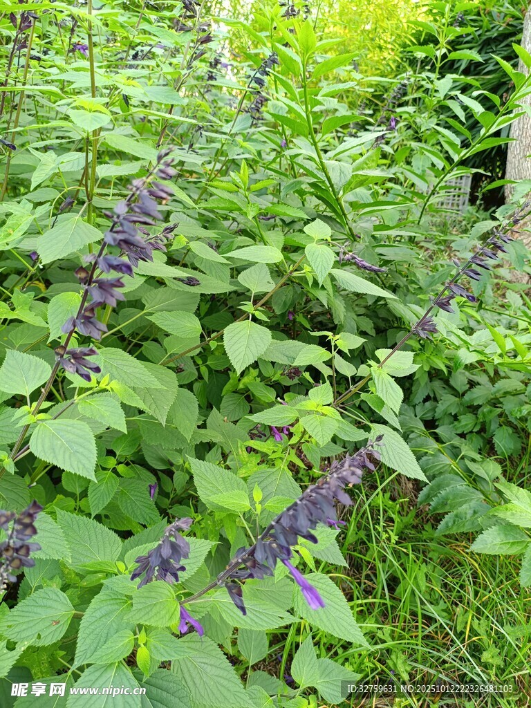 绿叶丛中的紫色花卉