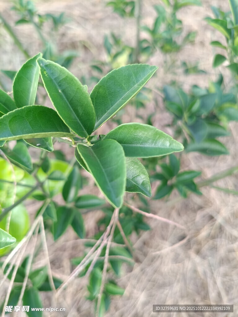翠绿枝叶特写