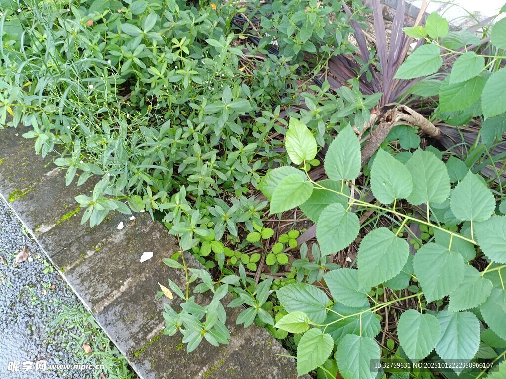 路边绿植景观