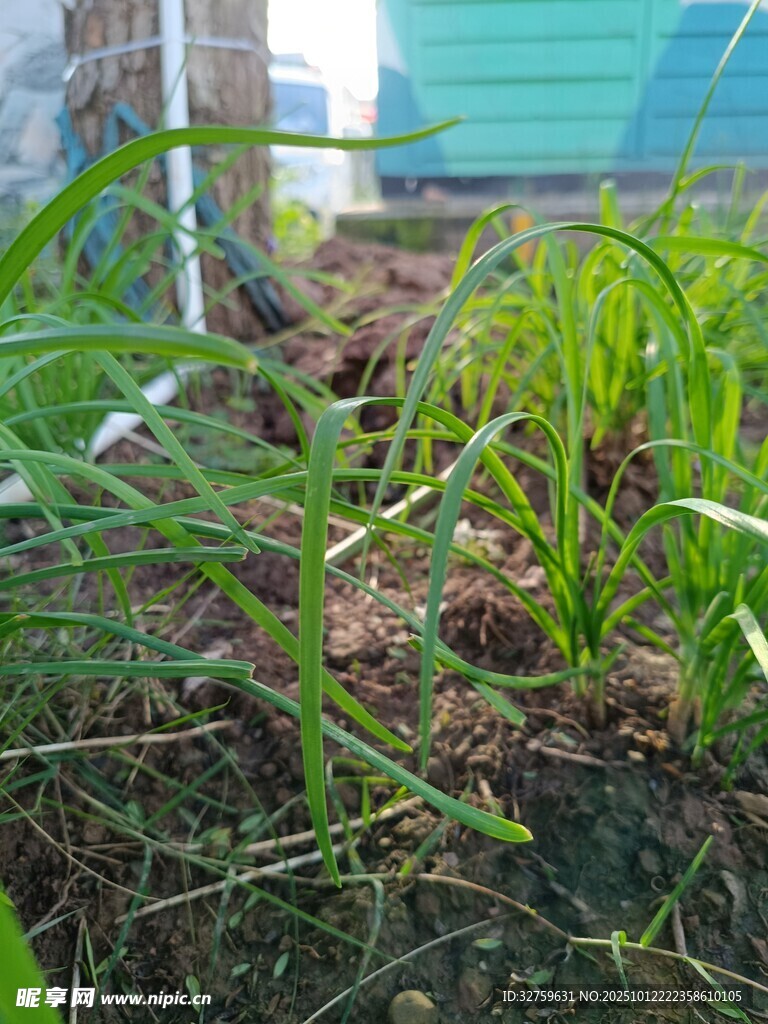室内绿植景观