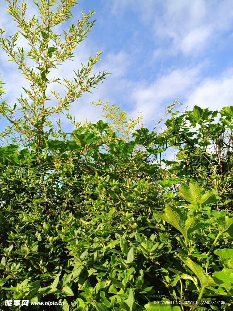 绿意盎然的繁茂植物景观