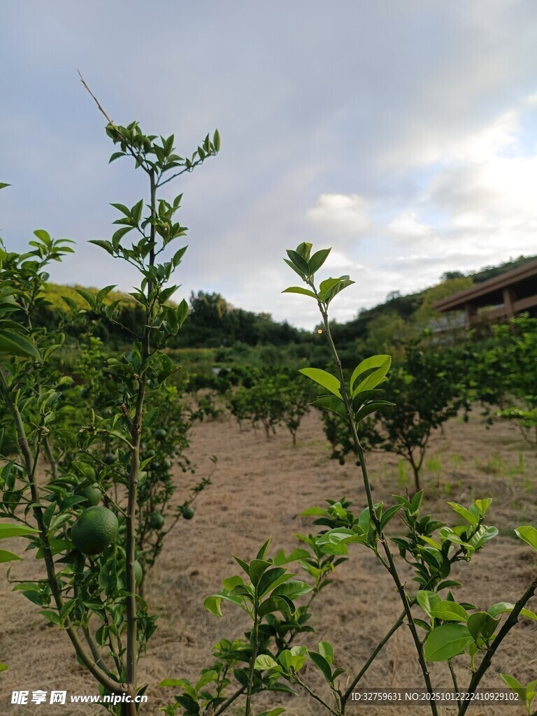 田园绿植景观