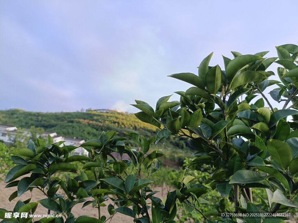 果园上空的绚丽彩虹