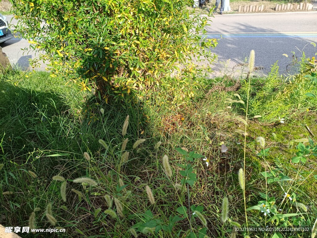 路边繁茂绿植景观
