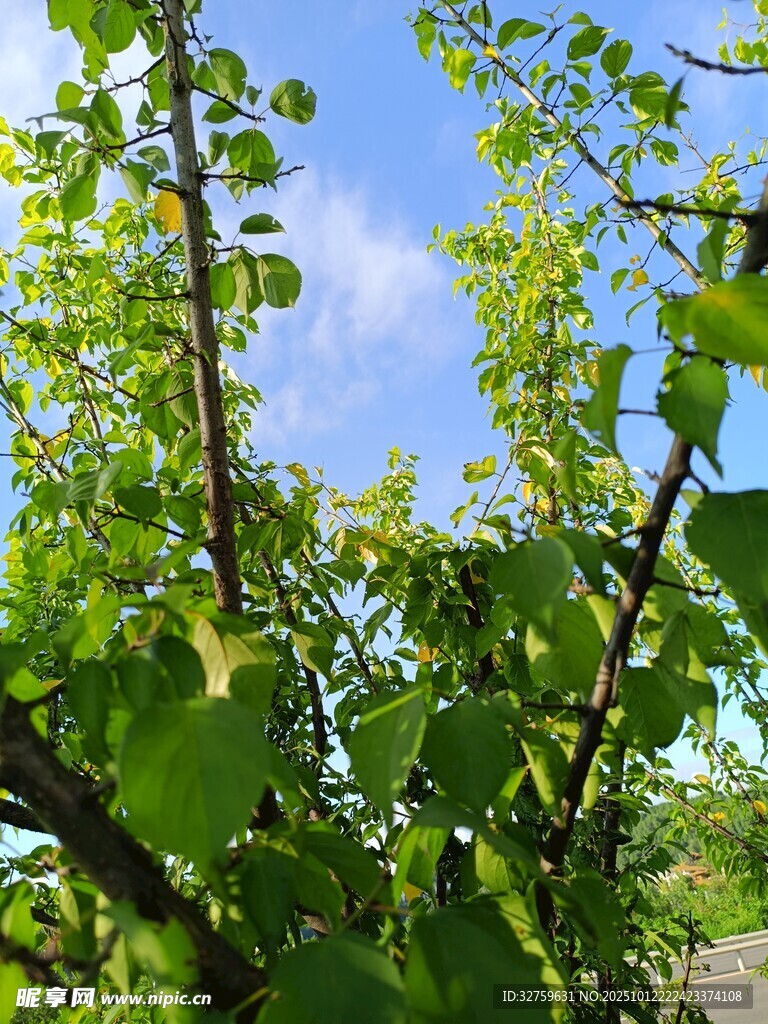 绿叶繁茂的树木与蓝天