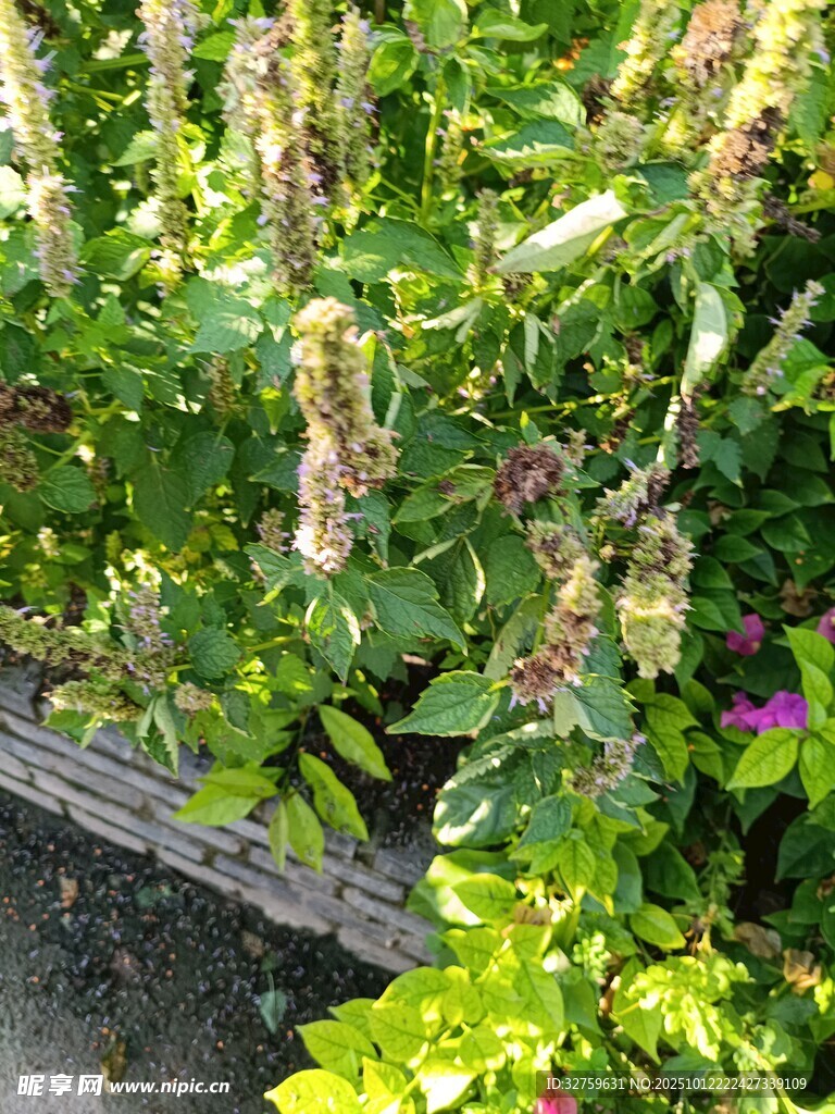 繁茂绿植中的艳丽小花