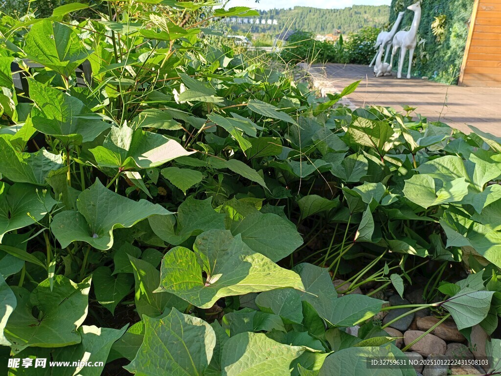 绿叶繁茂的植物景观