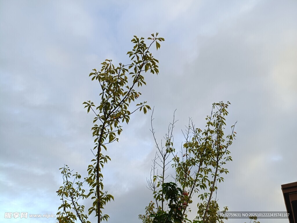天空下的绿植花卉