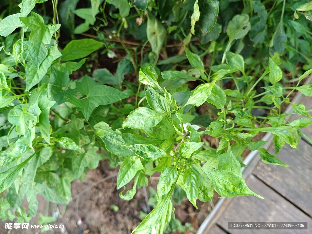 绿叶植物特写