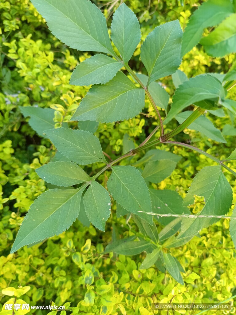 绿叶繁茂的植物特写