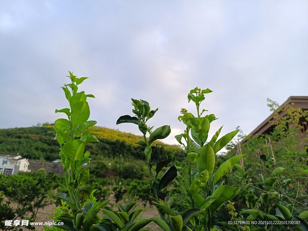 田园绿植风景
