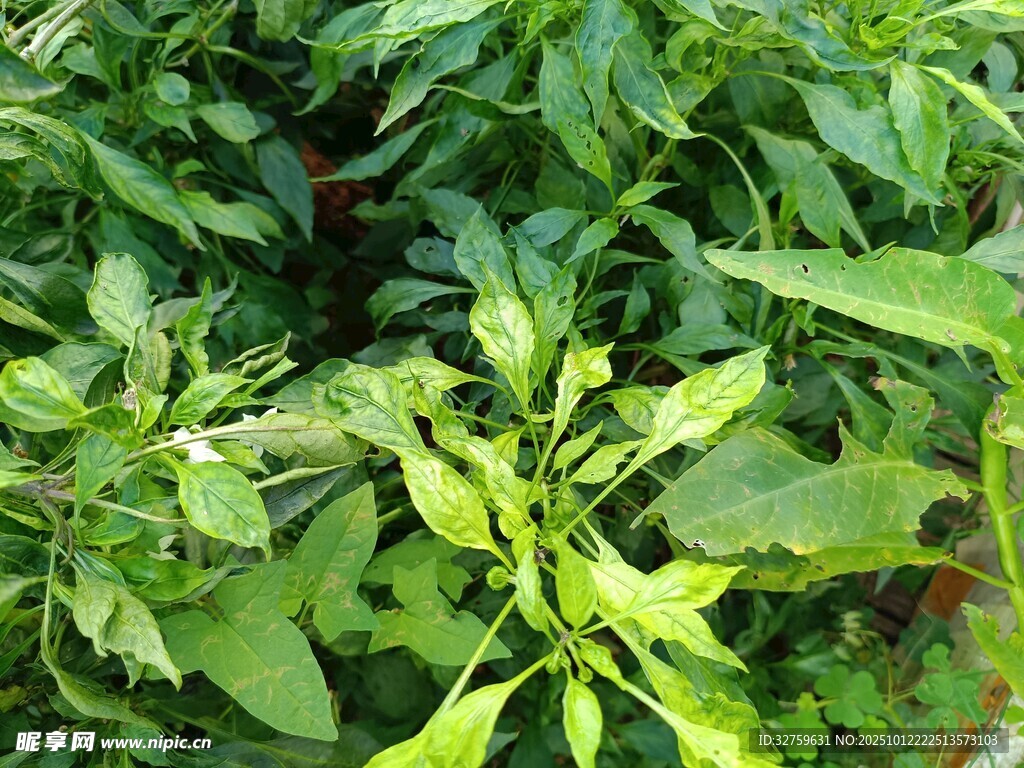 田间茂盛的青椒植株