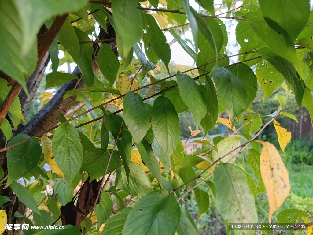 绿叶繁茂的植物景象