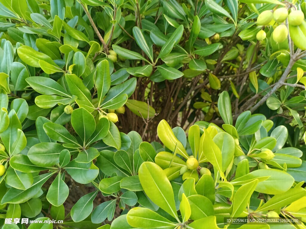 翠绿繁茂的灌木丛